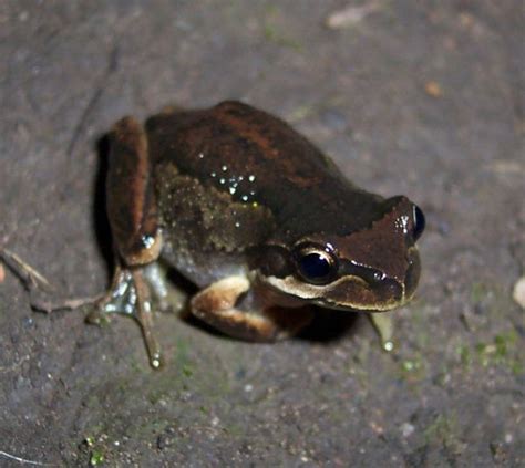 Brown Tree Frog Facts and Pictures