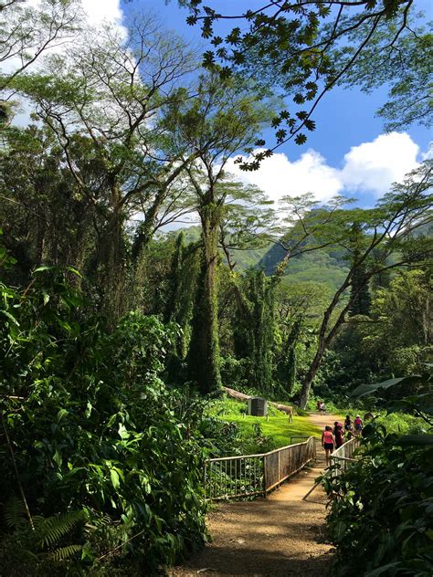 Path to Manoa Falls, #Oahu. #Hawaii. #VisitHawaii | Oahu vacation, Oahu ...