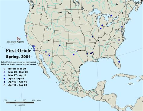 Journey North Oriole: Spring, 2001