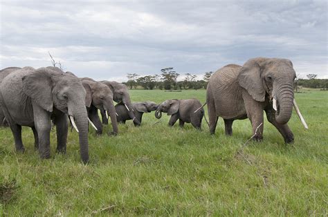 African Elephant Herd Grazing Kenya Photograph by Tui De Roy - Fine Art ...