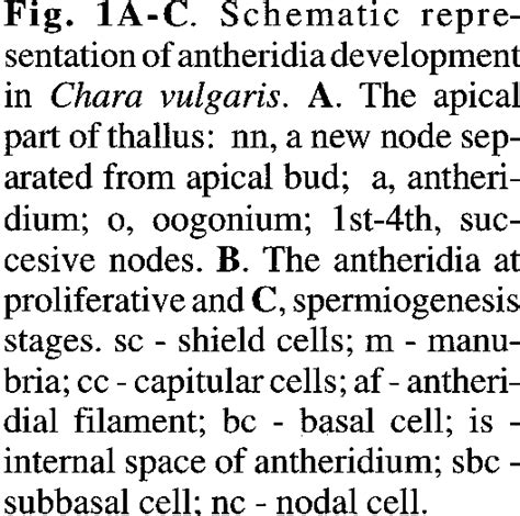 Fig. lA-C. Schematic representation of antheridia development in Chara ...