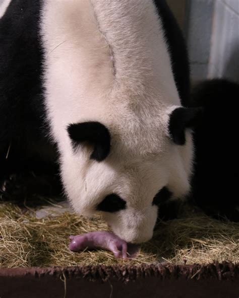 Atlanta Zoo Welcomes Newborn Twin Panda Cubs – WABE