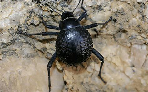 Namib Beetle inspires new 'fog harvesting' research | News | Eco-Business | Asia Pacific