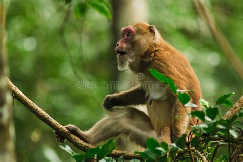 Assam macaque stock image. Image of furry, face, beauty - 39435603