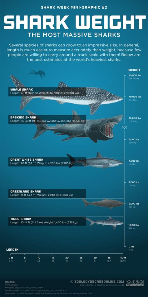 Shark Weight - The Most Massive Sharks #infographic #SharkWeek Basking ...