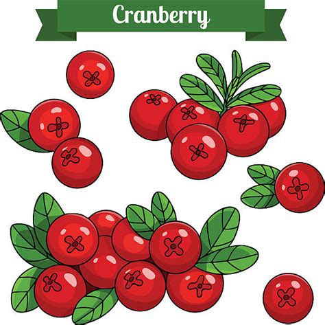 Royalty Free Cranberry Clip Art, Vector Images & Illustrations - iStock