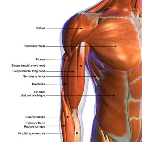 5,400+ Arm Muscles Anatomy Stock Photos, Pictures & Royalty-Free Images ...