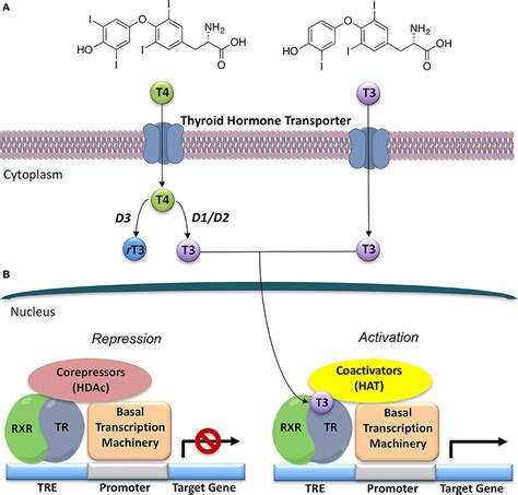 Frontiers | Selective Thyroid Hormone Receptor-Beta (TRβ) Agonists: New Perspectives for the ...