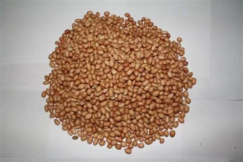 Ground Nuts at best price in Chennai by Global International - Agri Division | ID: 2022678848