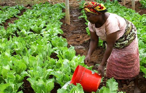 La BAD lance sa stratégie pour révolutionner l’agriculture africaine | Tchadinfos.com