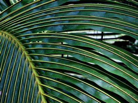 Coconut Palm Leaf - Free photo on Pixabay | Coconut leaves, Leaves, Palm leaves