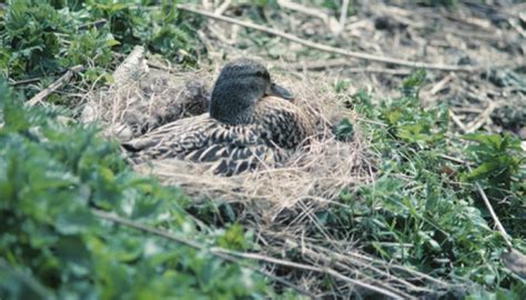 Mallard Duck Nesting Habits | Sciencing