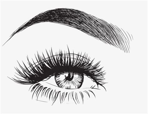 Eyebrow Vector - Eyebrows And Eyelashes Drawing - Free Transparent PNG ...