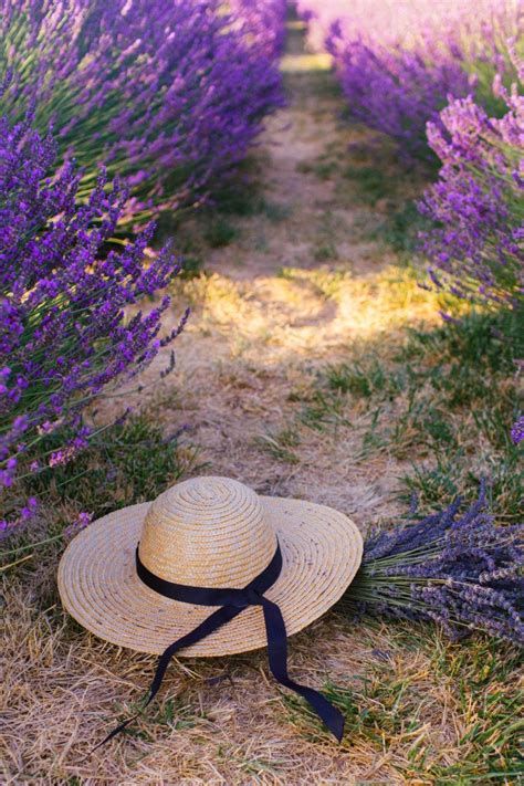 5 Enchanting Lavender Fields in California To Visit This Summer