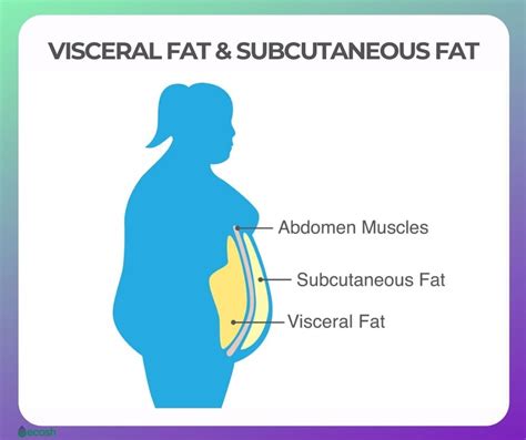 VISCERAL FAT - Why is Visceral Fat Dangerous to You and 12 Tips to Get ...