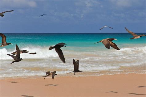 Fernando de Noronha: natureza | Noronha, América do sul, Ilha fernando ...