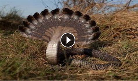 Snake has twelve heads | Wild Animal Clips|