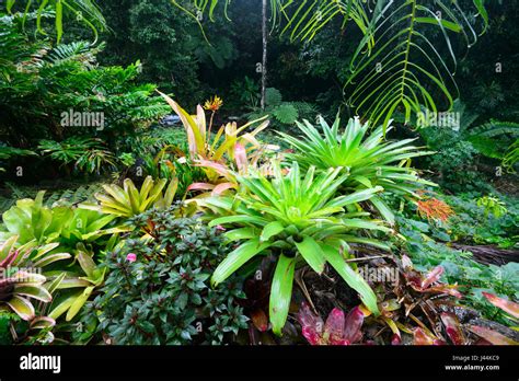 Bromeliads rainforest hi-res stock photography and images - Alamy