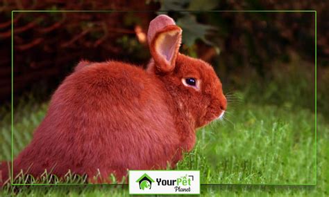 Red Rabbits- Everything You Want to Know - Your Pet Planet