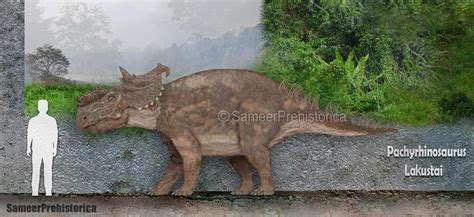 Pachyrhinosaurus Size by SameerPrehistorica on DeviantArt