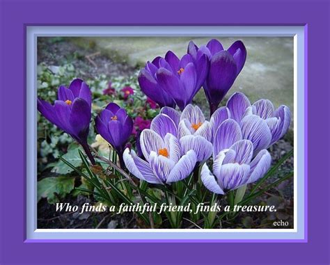 Flower Quotes About Friendship. QuotesGram