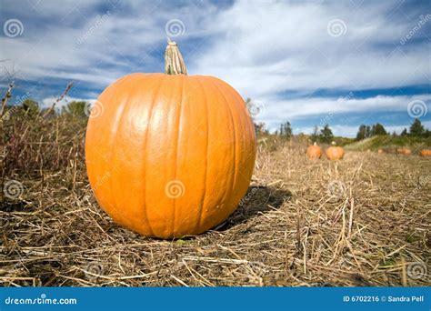 Pumpkin in patch landscape stock photo. Image of harvesting - 6702216