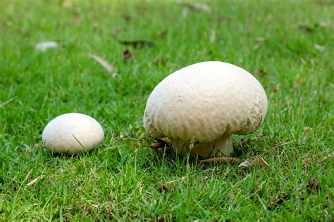 puffball mushroom ss - Meigs Point Nature Center