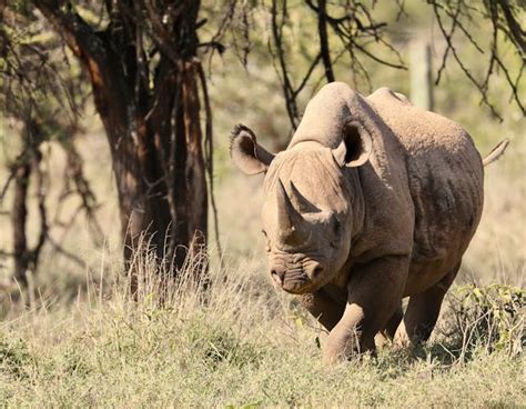 International Rhino Foundation Featured on Conservation Nation | Rhino Recovery Fund