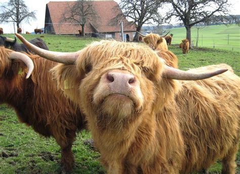 highland cows (hairy coos) - The 64 most stunning pictures of Scotland.. EVER - Scotland Now ...