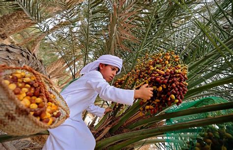 Photos: Liwa Oasis and Date Festival | News-photos – Gulf News