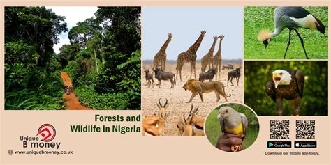 Forests and Wildlife in Nigeria