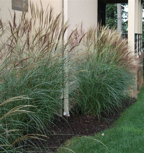 Area C of yard? | Tall ornamental grasses, Backyard landscaping