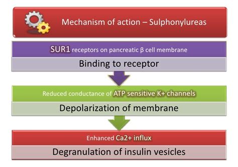 Sulphonylureas: Uses, Dosages, Side-effects & Brand » How To Relief