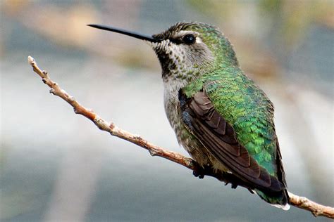 Female Annas Hummingbird 1 Photograph - Female Annas Hummingbird 1 Fine Art Print