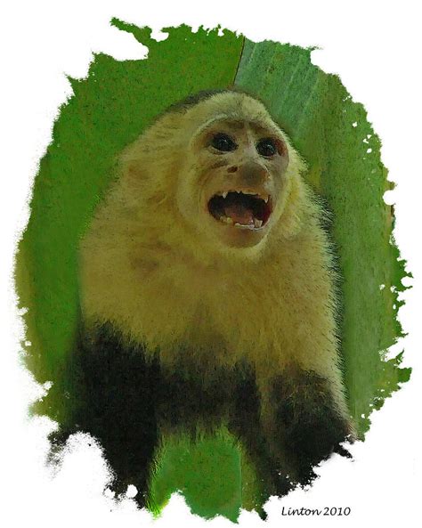 Capuchin Monkey Digital Art by Larry Linton - Fine Art America