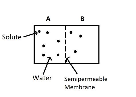 The two chambers, A and B, containing solution are separated by a semipermeable membrane.In ...