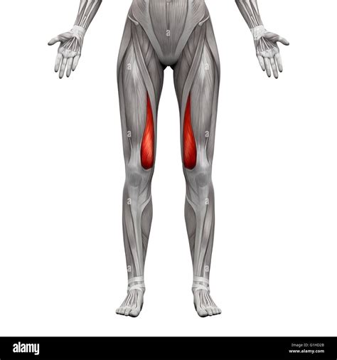 Vastus Medialis Muscle - Anatomy Muscles isolated on white - 3D illustration Stock Photo - Alamy