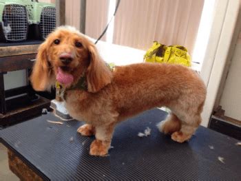 Grooming Your Dachshund: Essential Tips From Professional Groomer