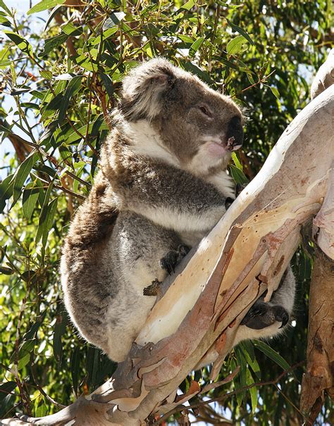 Bruce Upton Photos: Koala, Cape Otway Victoria Australia.