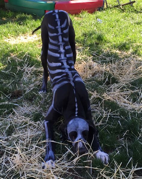 GOLIATH - Great Dane- Halloween costume- skeleton face paint | Great ...