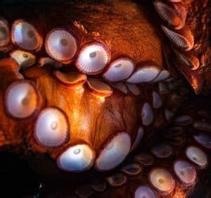 Here's Everything You Want To Know About Octopus Suckers! - OctoNation ...