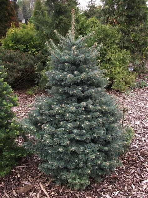 Blue Balsam Fir, Abies balsamea Cooks Blue, Tree Seeds (Fragrant Evergreen) | Front landscape ...