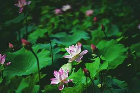 Lotus Wallpaper 4k