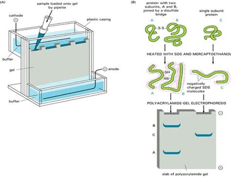 Western Blotting: Principle, Procedure and Applications