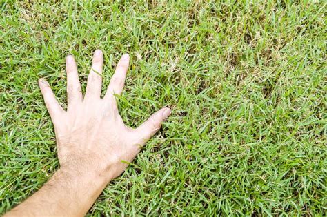 Hand Touching Grass Stock Photos - Download 2,722 Royalty Free Photos