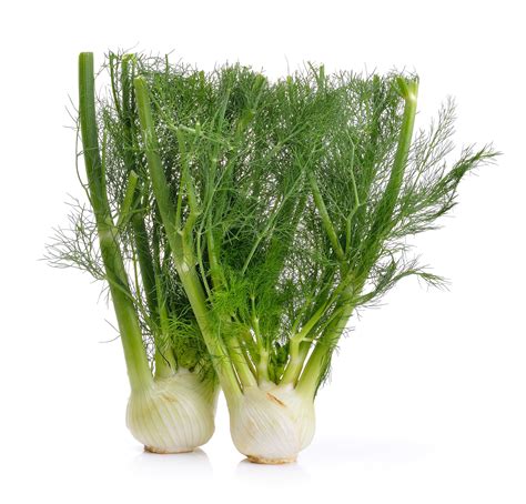 Fennel, Florence – Hometown Seeds