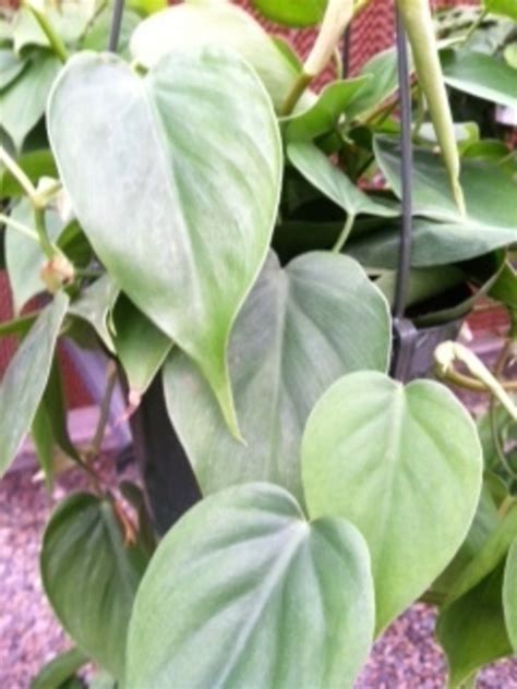 How to Care for Philodendron Cordatum (AKA Heartleaf Philo, Cord) | HubPages