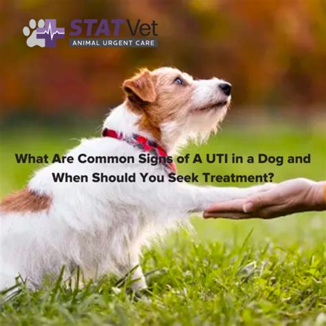 What Are Common Signs of An UTI in a Dog and When Should You Seek ...