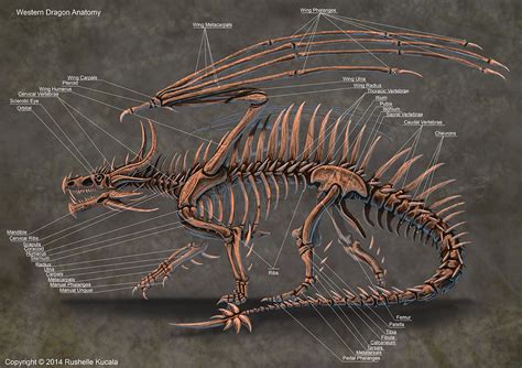 Western Dragon Skeleton Anatomy by TheDragonofDoom on DeviantArt