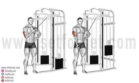 Triceps Pushdown Guide: Correct Form, Tips, & Variations - SET FOR SET